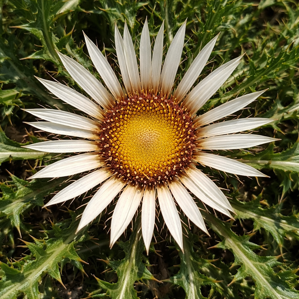 Carline à feuilles d’acanthe