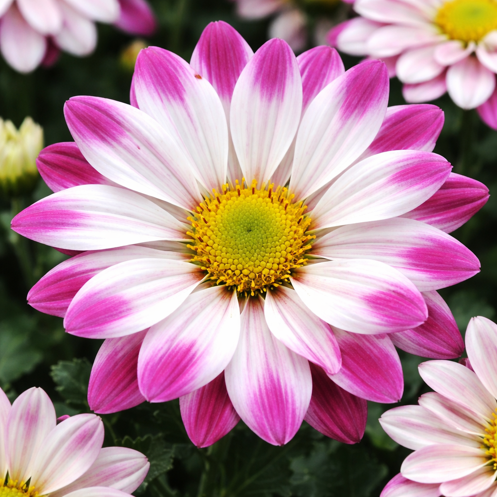 Chrysanthème de Mykonos
