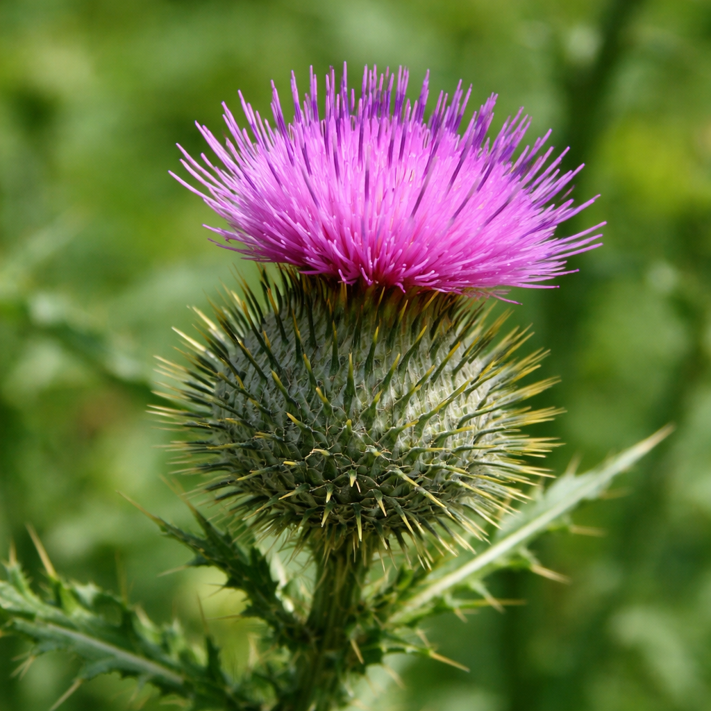 Cirse glabre