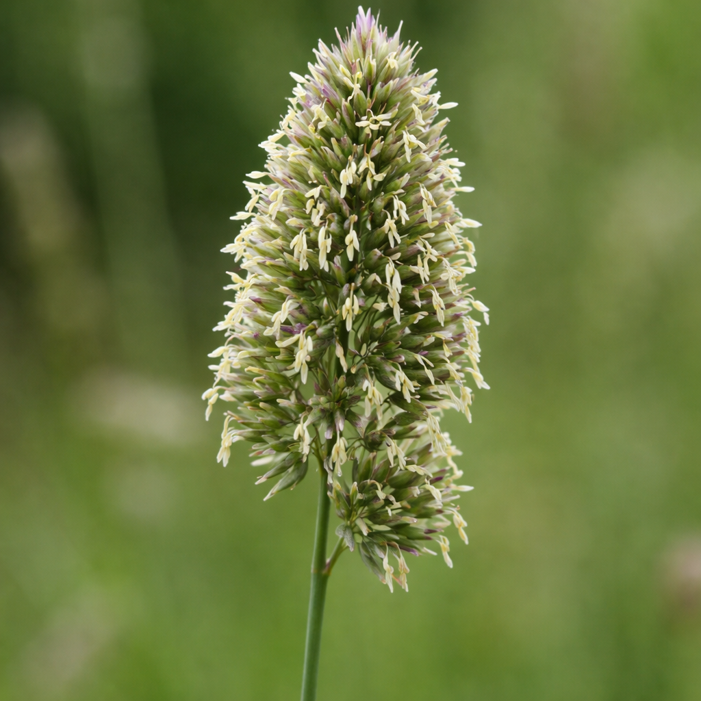 Fleurs en D