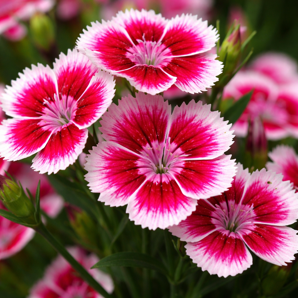 Dianthus