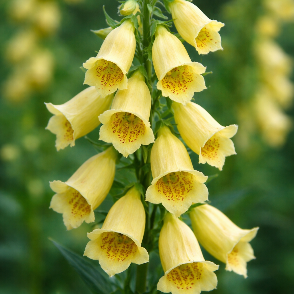 Digitale jaune