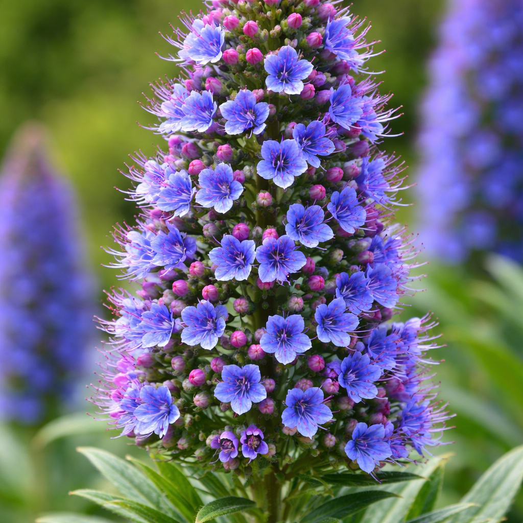 Echium