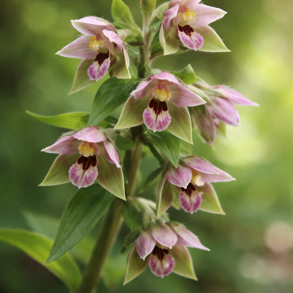 Epipactis helléborine