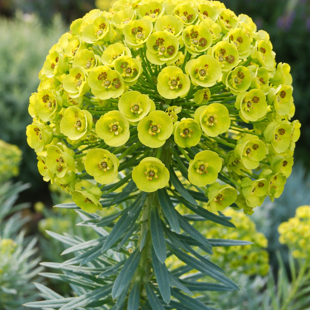 Euphorbe characias