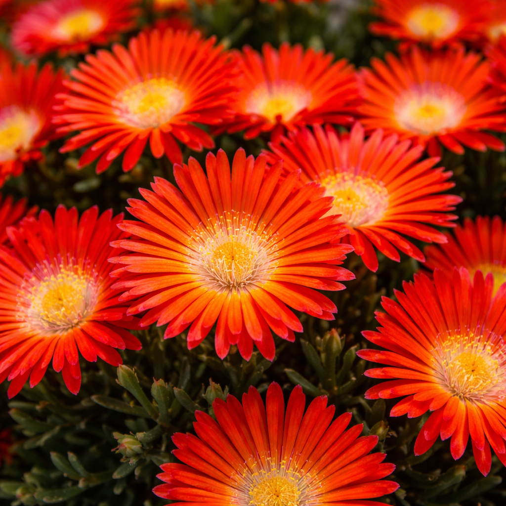 Ficoïde orange rouge