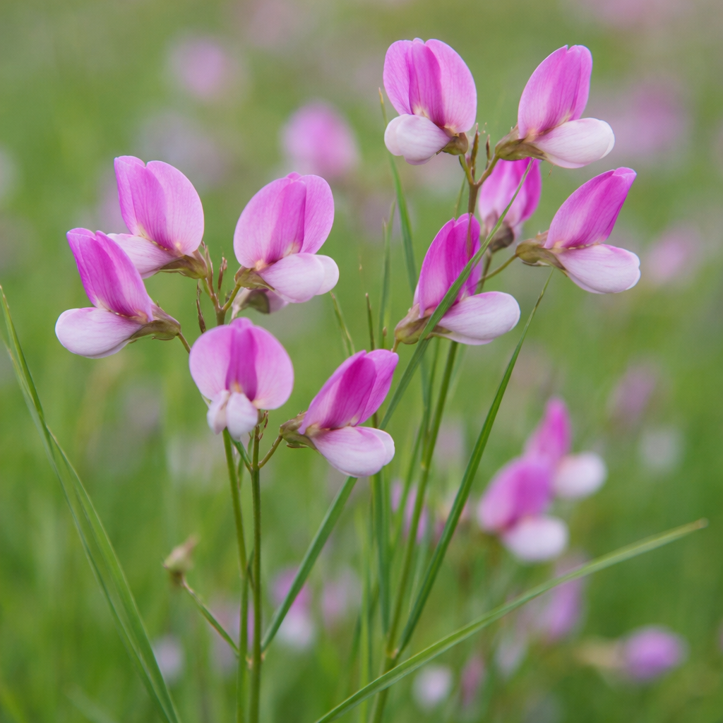 Gesse de Nissole