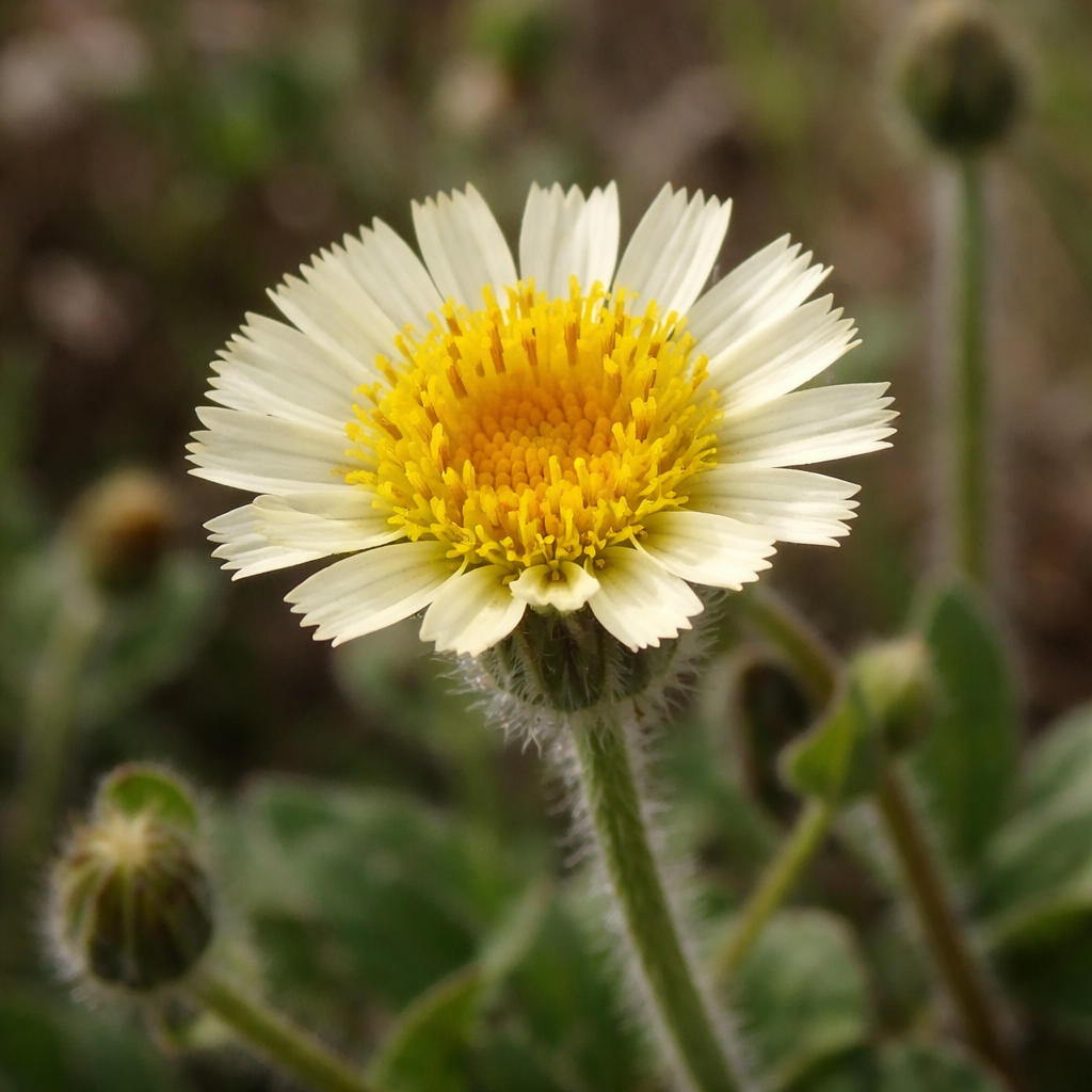 Hedypnois polymorpha