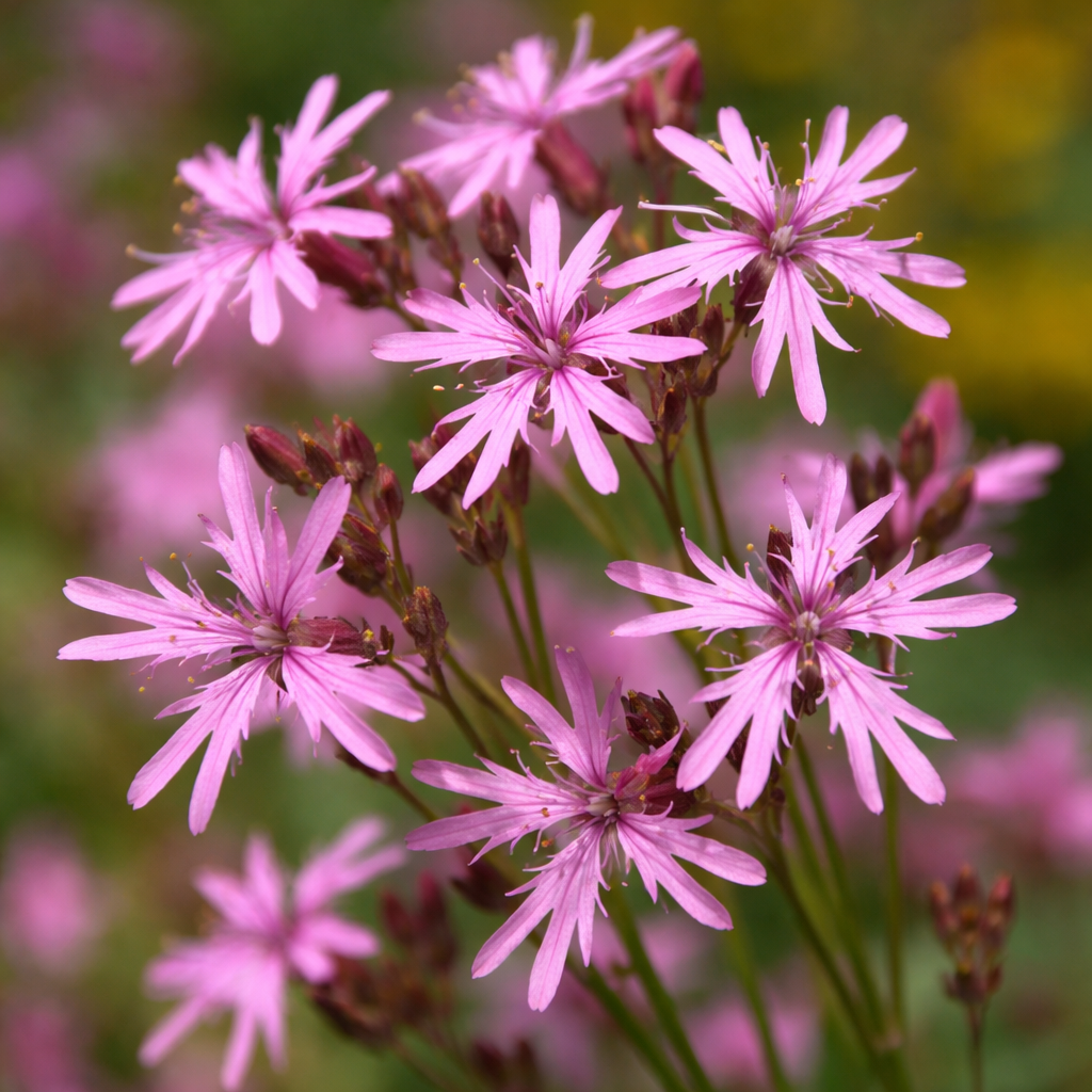 Lychnis fleur de coucou