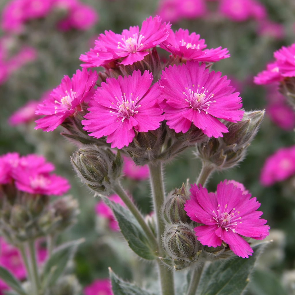 Lychnis fleur de Jupiter