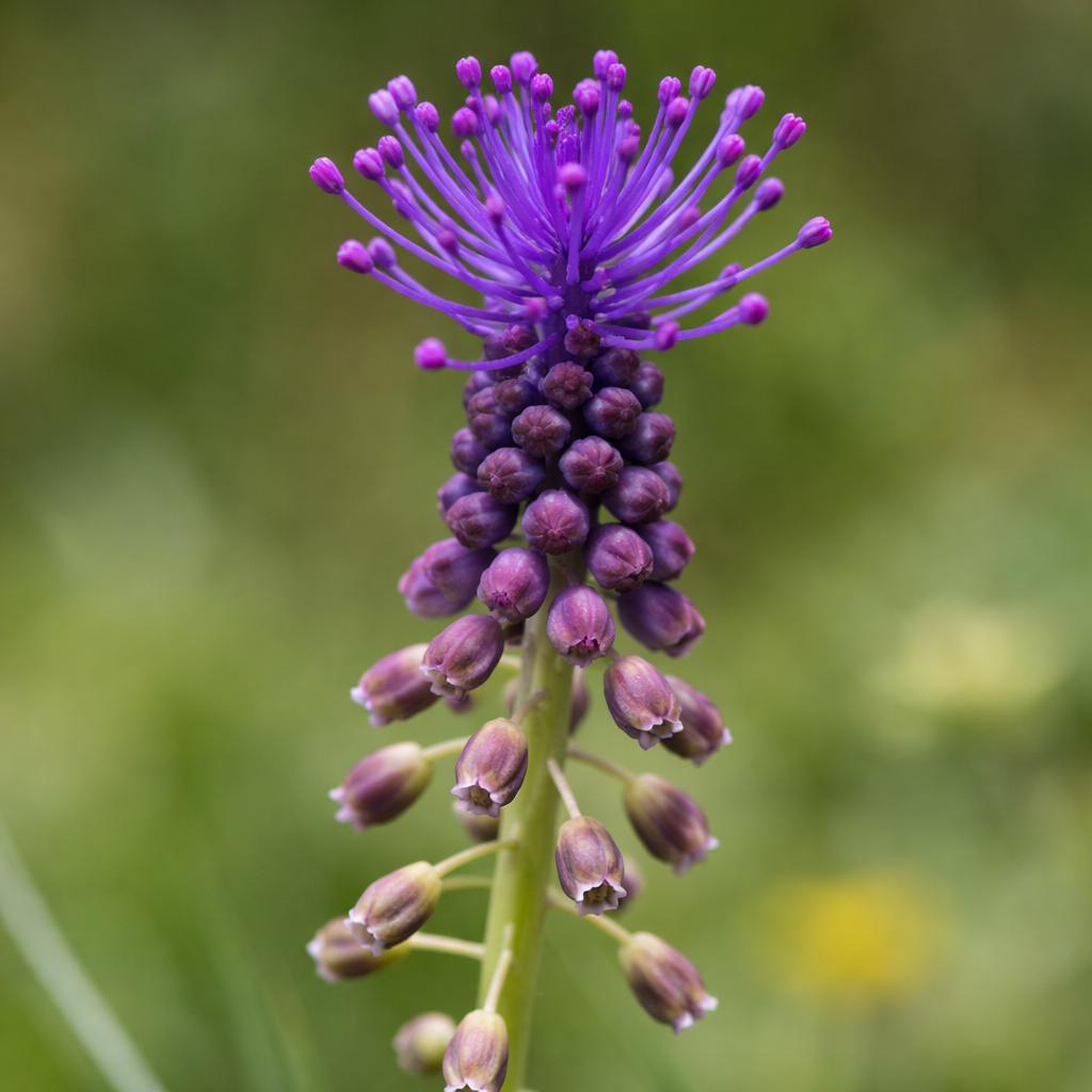 Muscari comosum