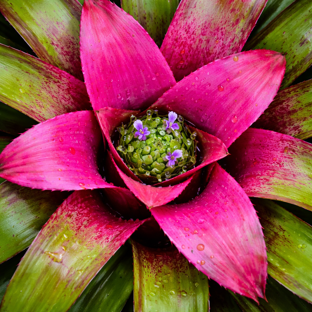 Neoregelia