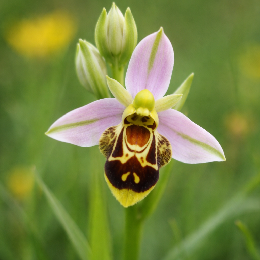 Ophrys bécasse