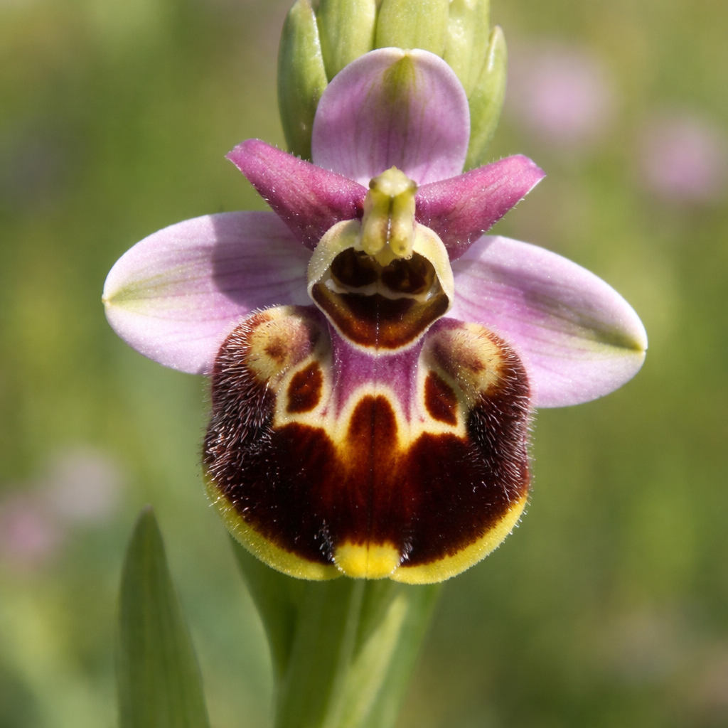 Ophrys de Catalogne