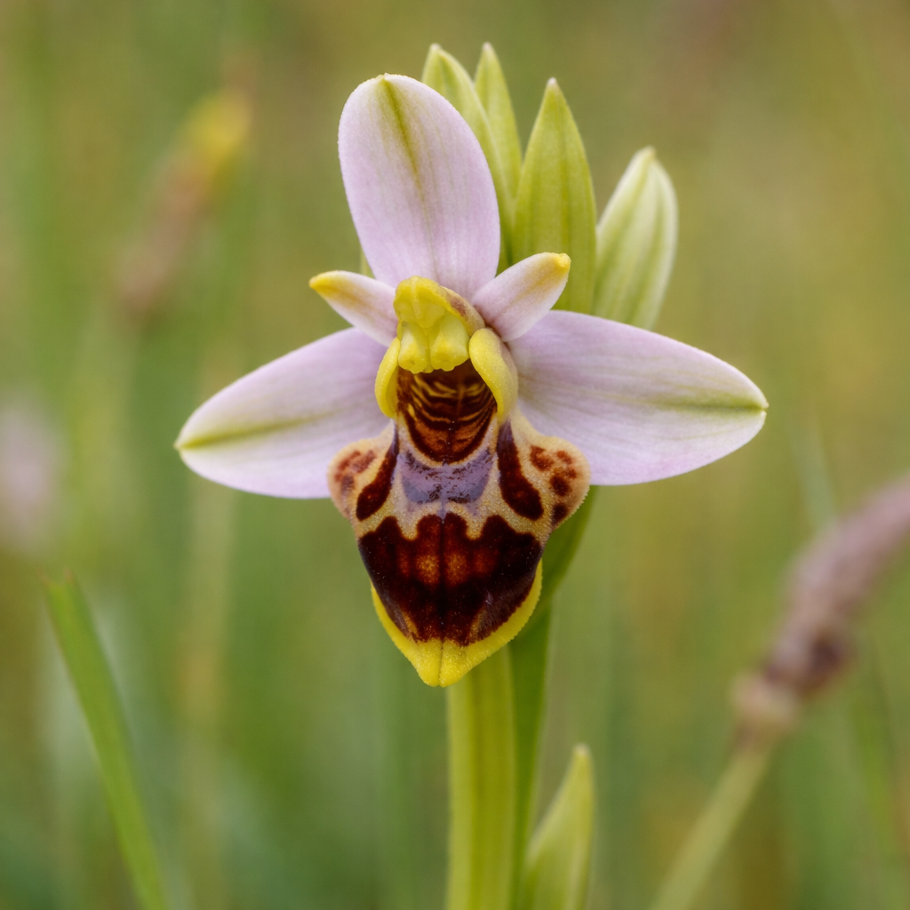 Ophrys fausse bécasse