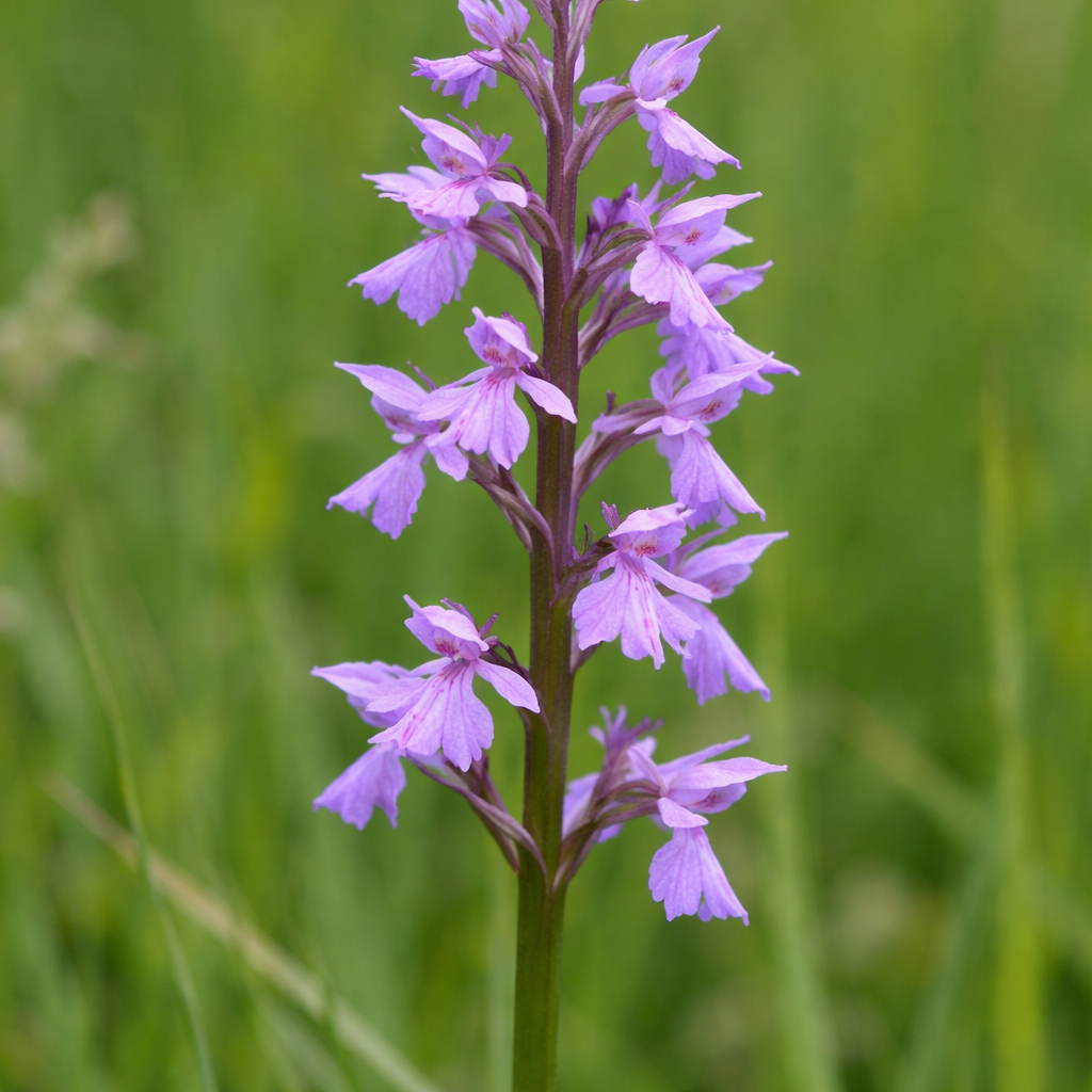 Orchis à fleurs lâches
