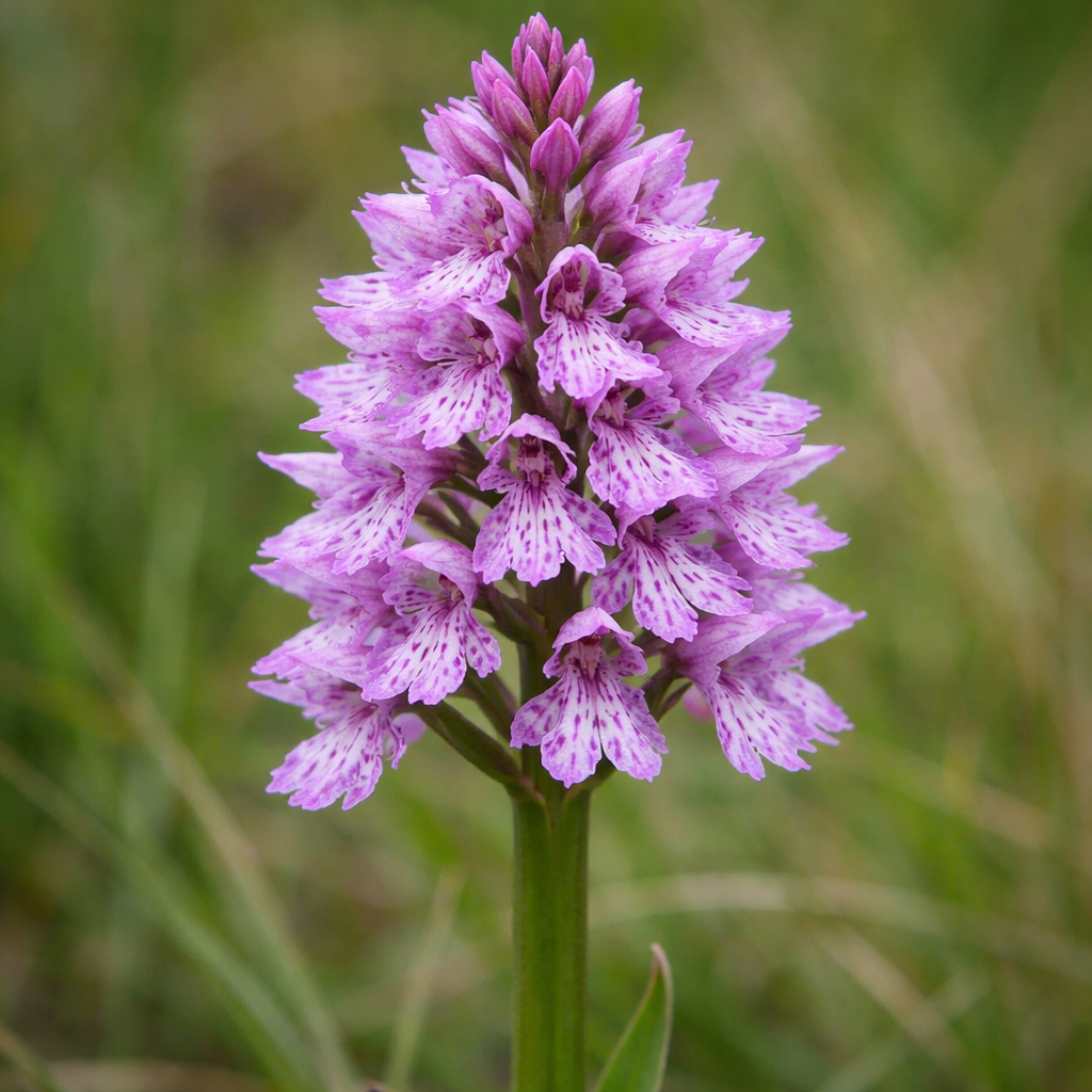 Orchis de Champagneux