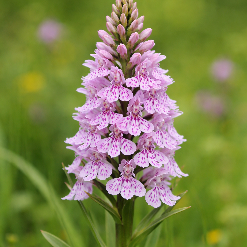 Orchis de Fuchs