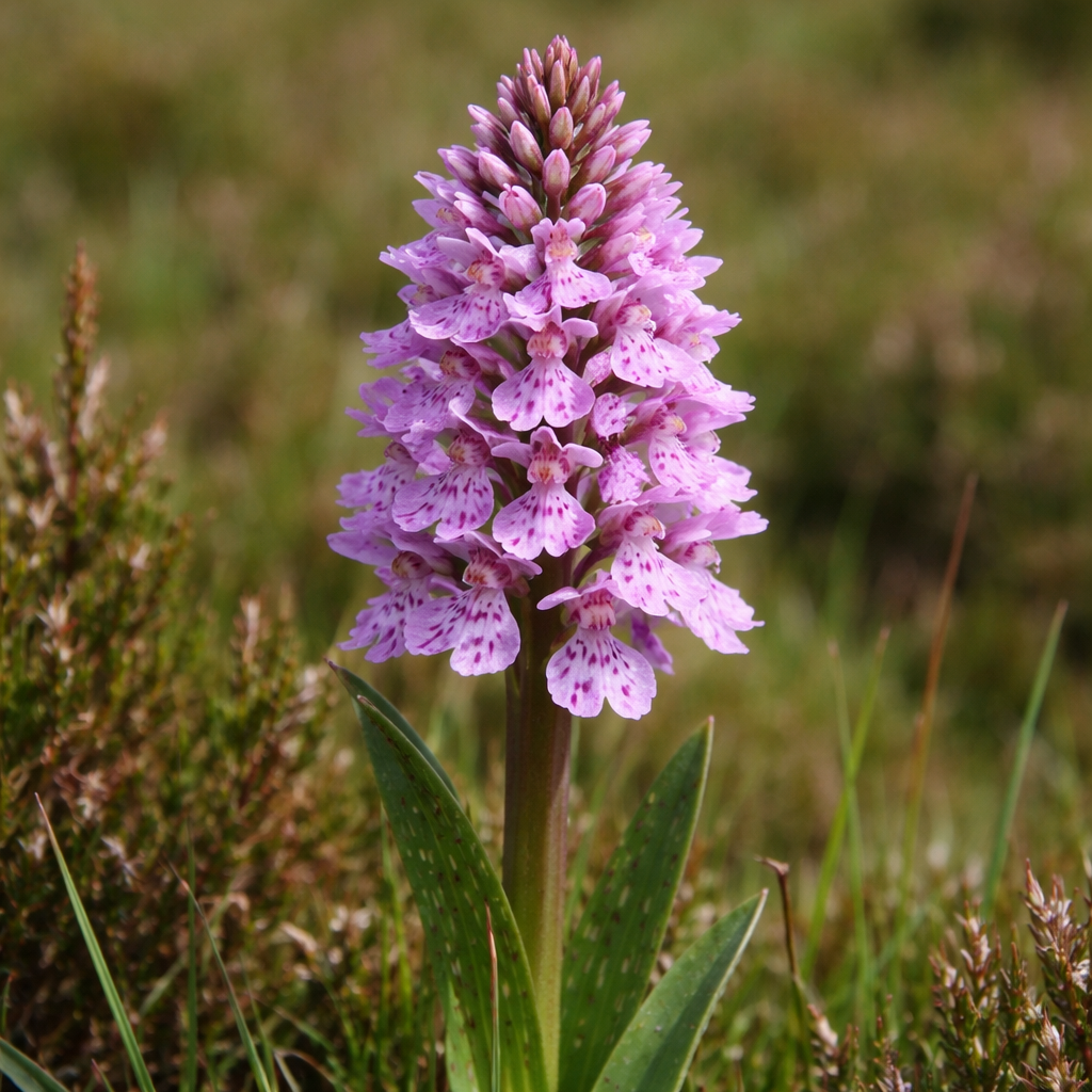 Orchis des bruyères