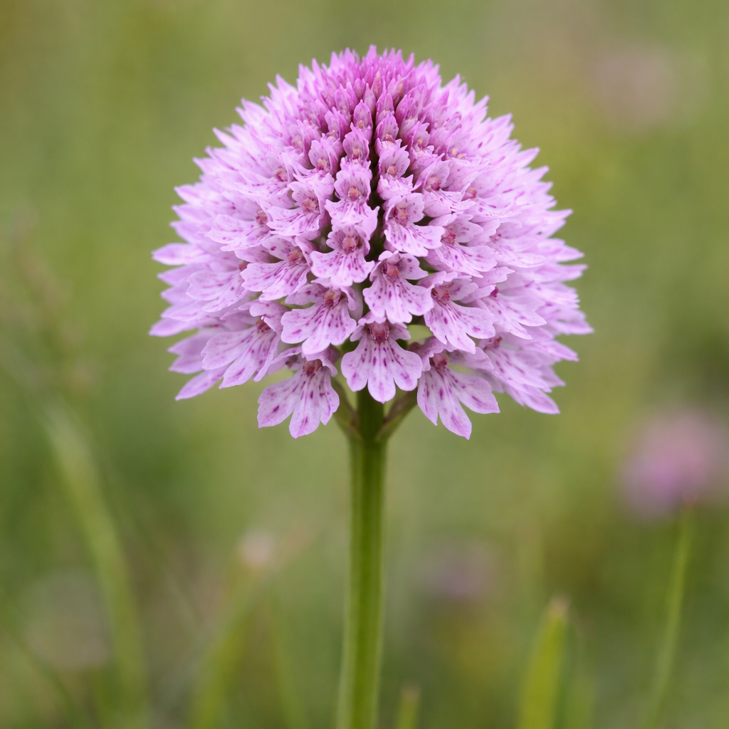 Orchis globuleux