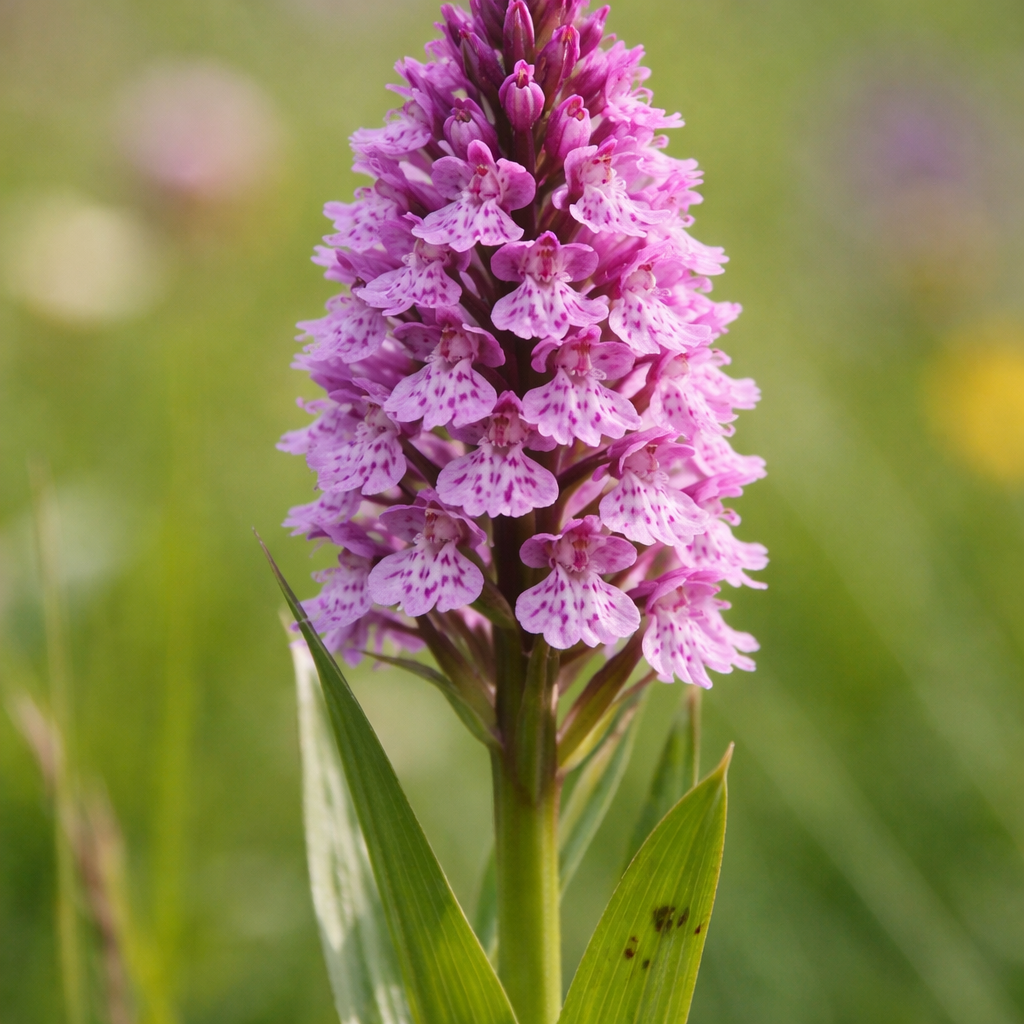 Orchis incarnat