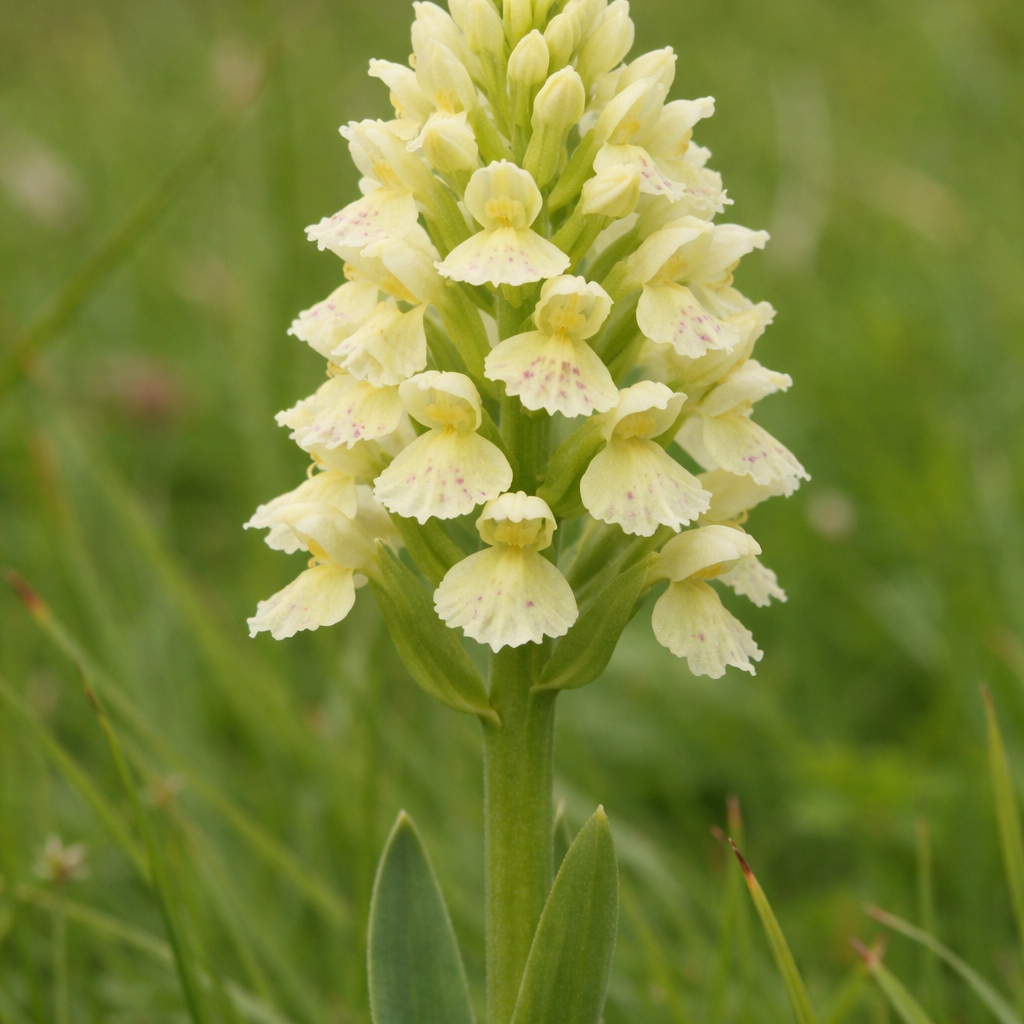 Orchis pâle