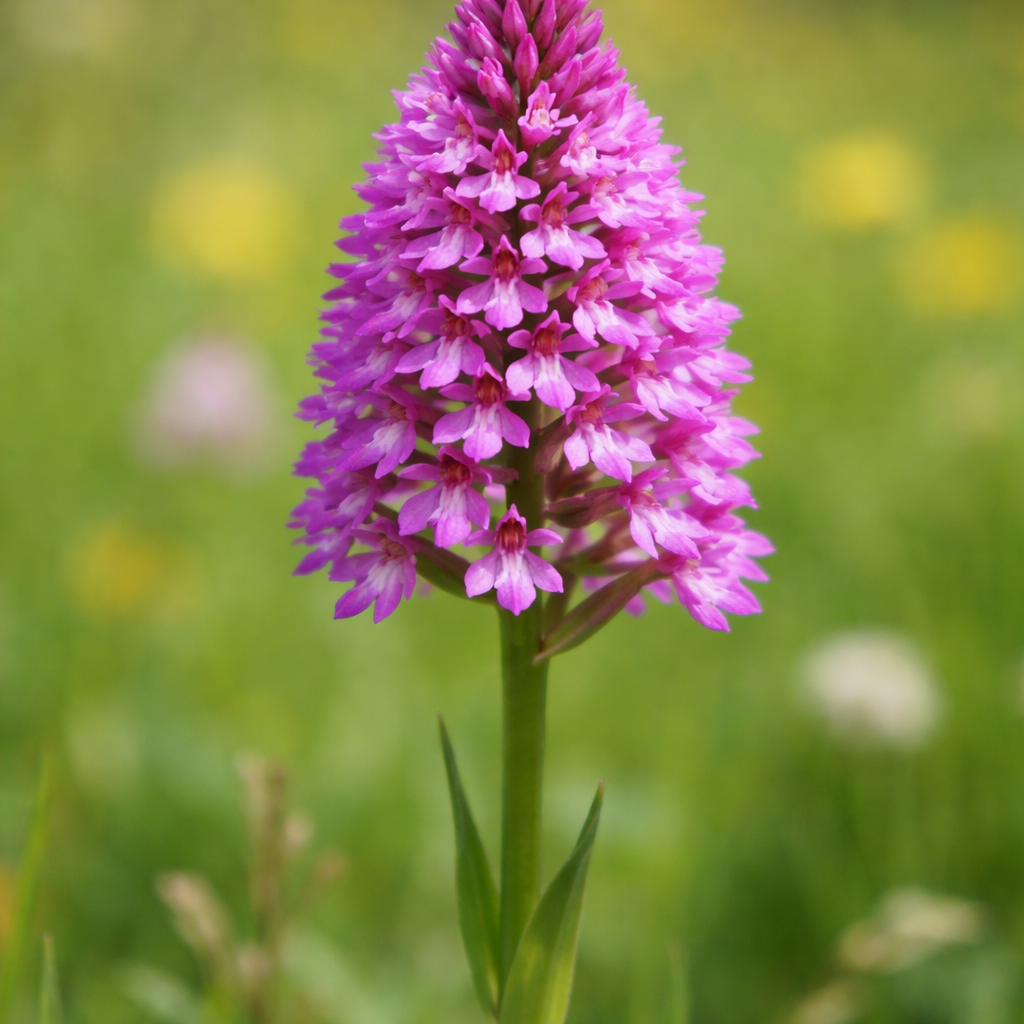 Orchis pyramidal