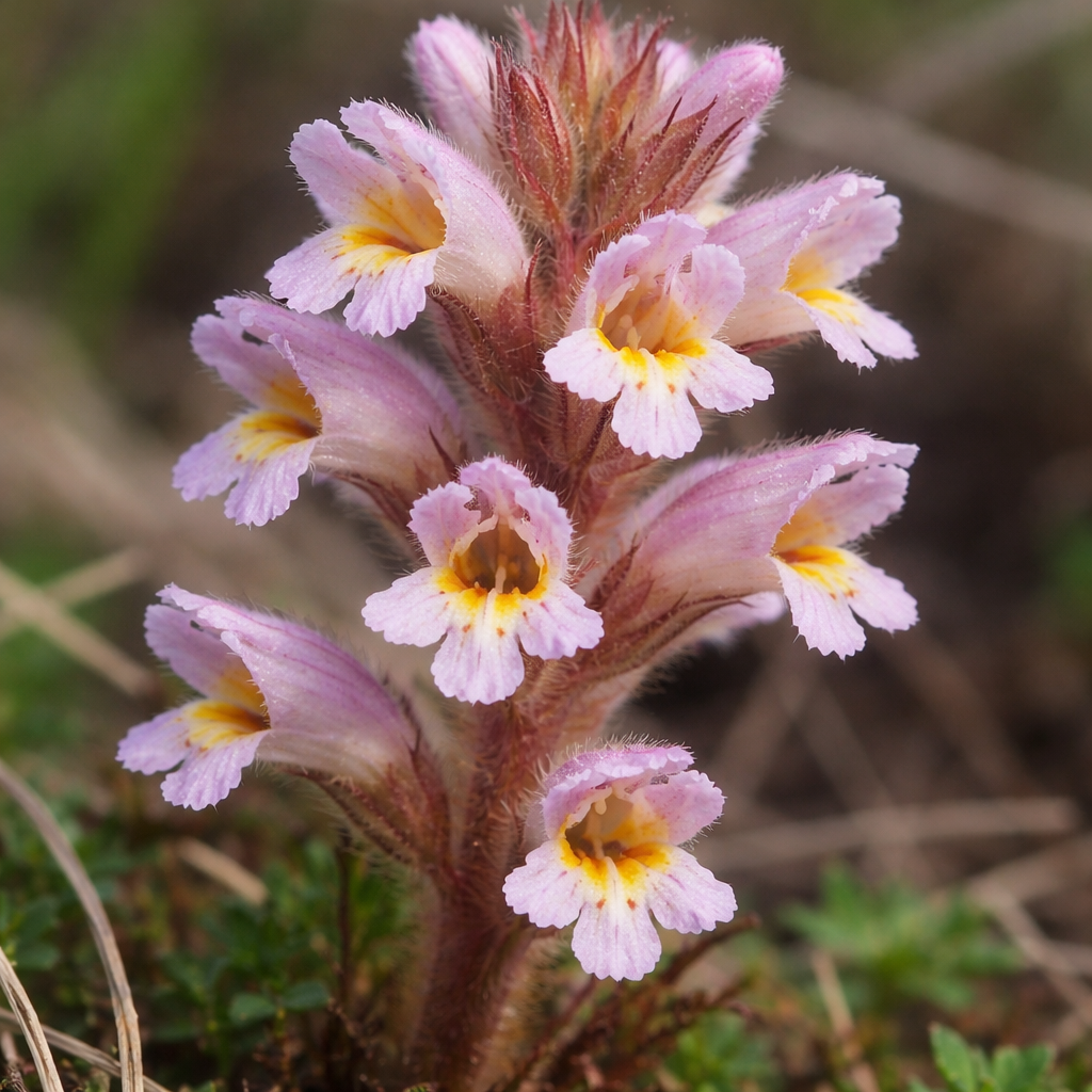 Orobanche naine