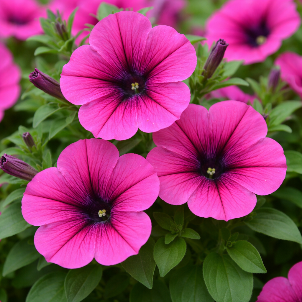 Petunia