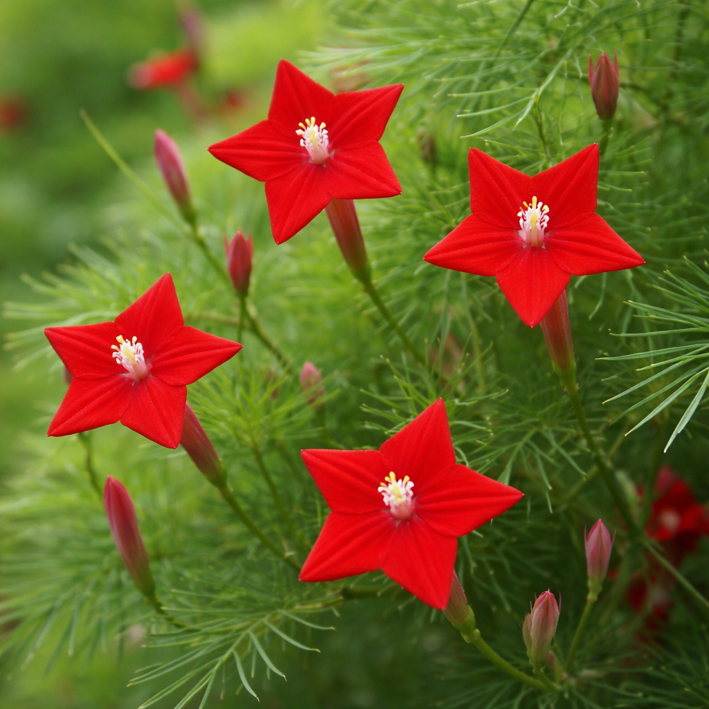 Fleurs en Q