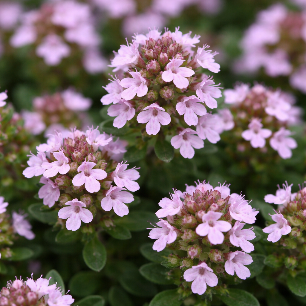 Thym précoce