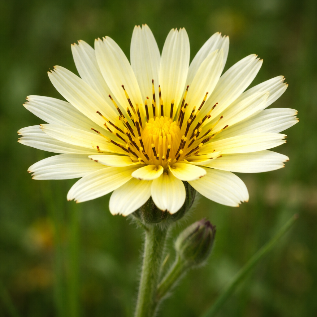 Urosperme de Daléchamps