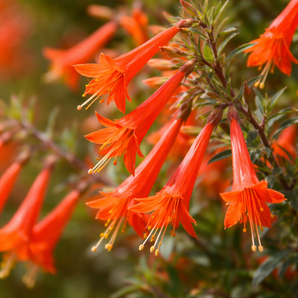 Zauschneria